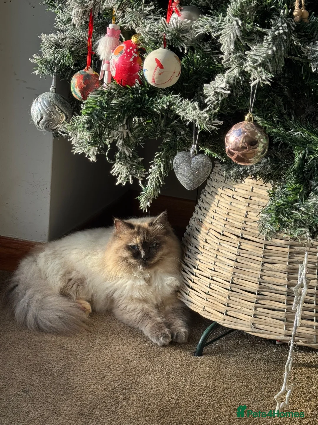 Ragdoll cats for sale: Ragdoll Female Cat - Advert 1