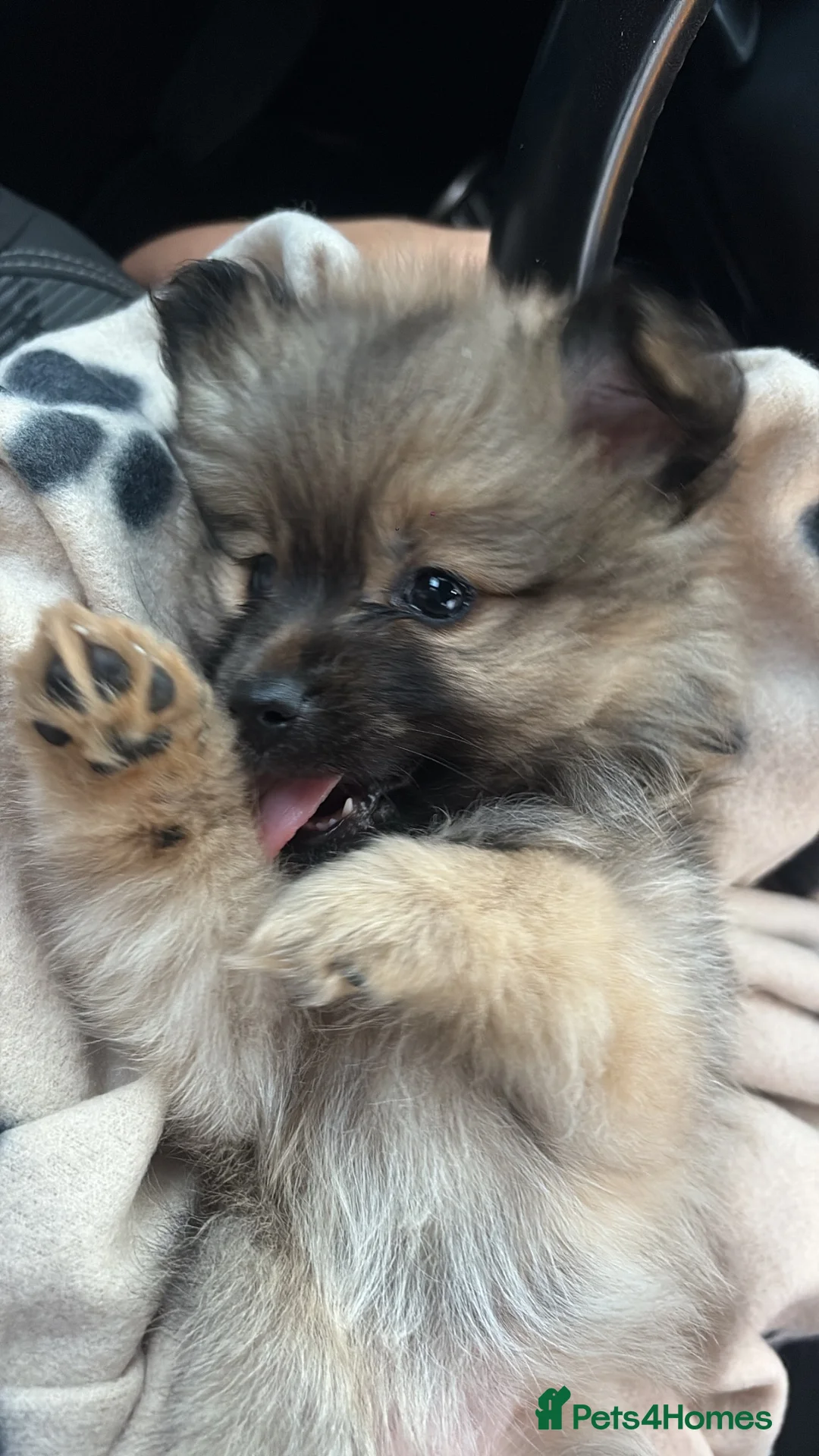 Pomeranian dogs for sale: Girl Pomeranian  in Castleford - Advert 1