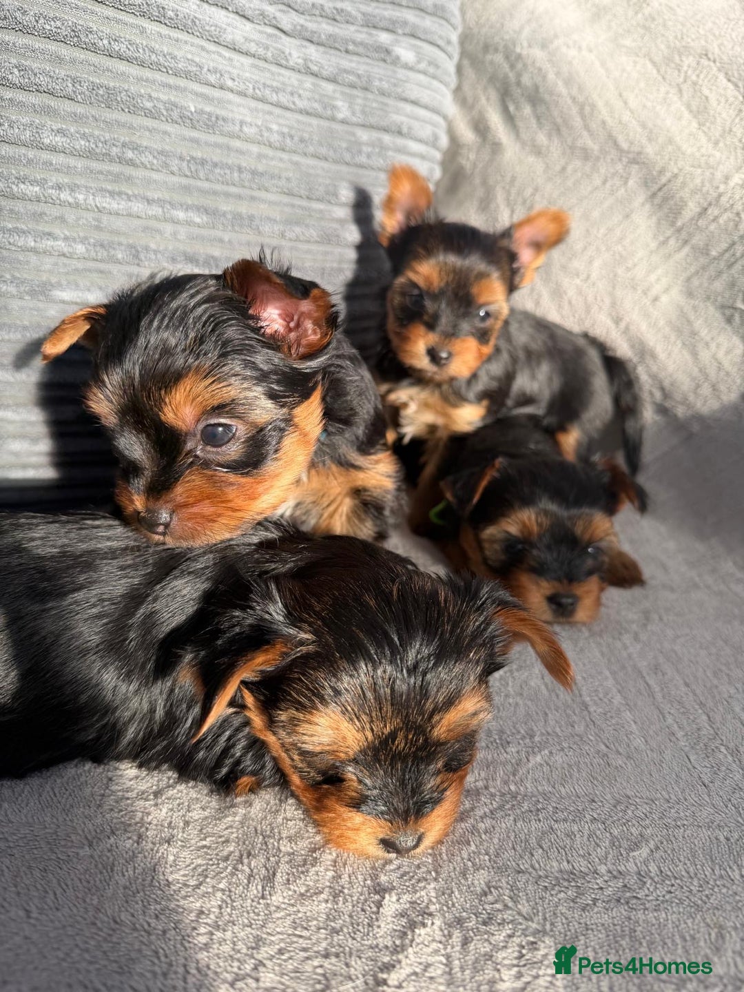 Yorkshire Terrier dogs for sale: Yorkshire Terrier puppies looking for new homes  - Advert 8