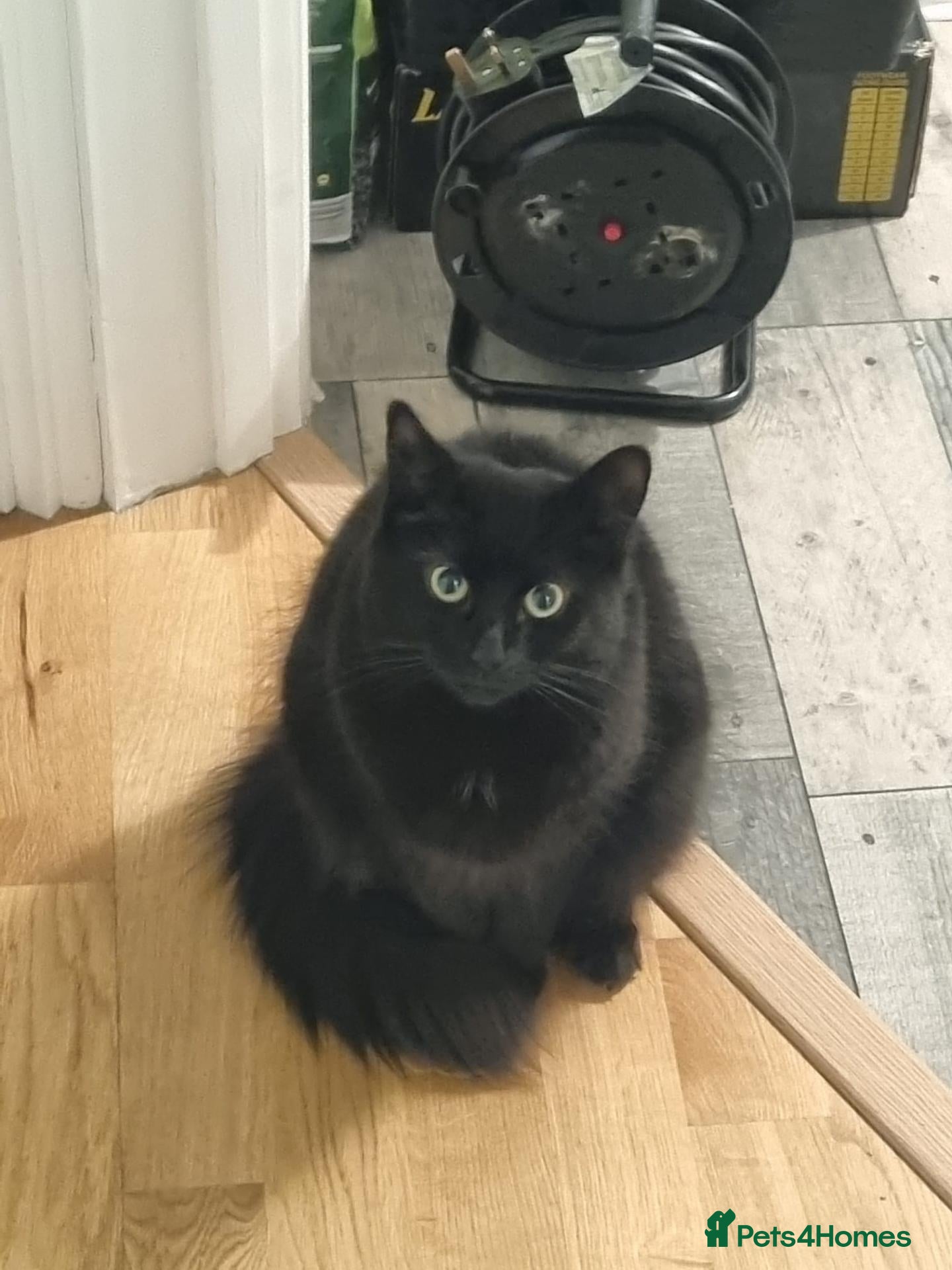 Mixed Breed cats Kitten looking for new home.  - Advert 3