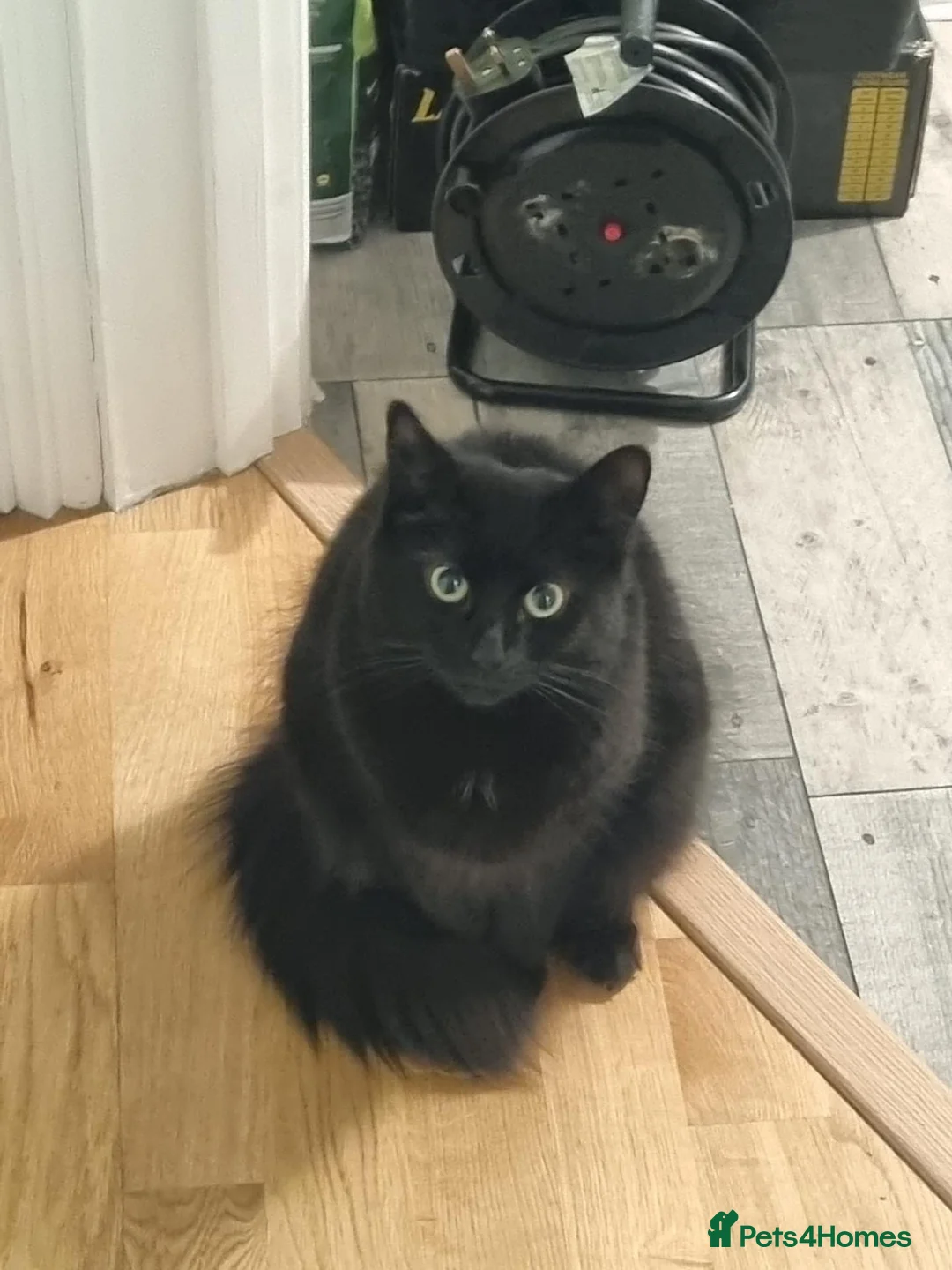 Mixed Breed cats for sale: Kitten looking for new home.  in Dartford - Advert 1