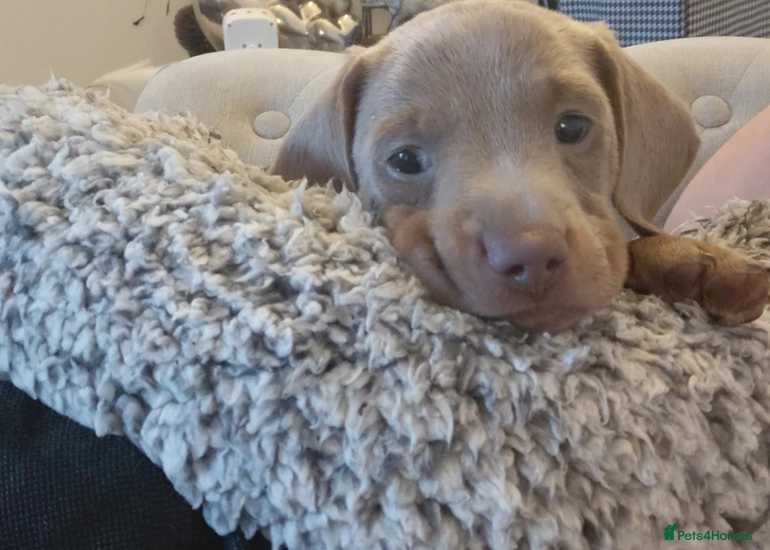 Miniature Dachshund dogs for sale: KC Male miniature Dachsound - Advert 1