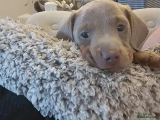 Miniature Dachshund dogs KC Male miniature Dachsound - Advert 6