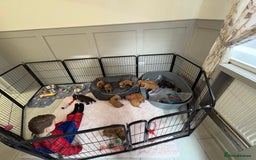 Cocker Spaniel dogs for sale: Kc reg cocker spaniels with 5 weeks insurance  - Advert 34