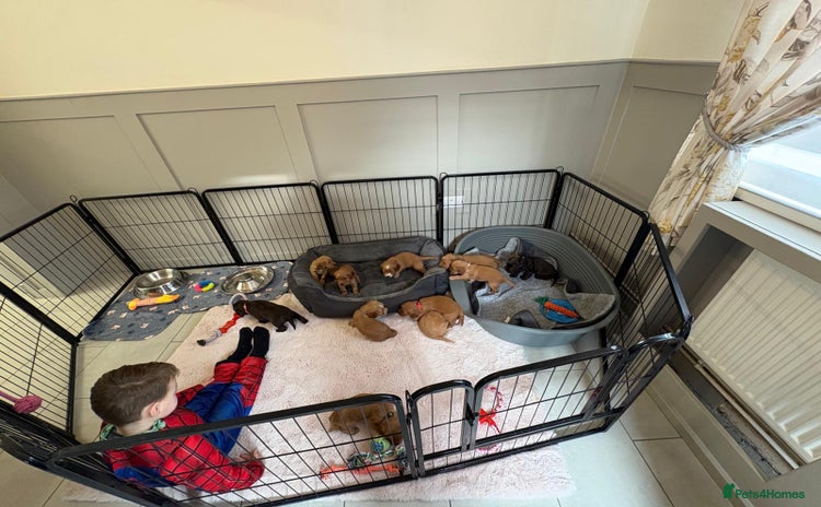 Cocker Spaniel dogs Stunning kc register cocker spaniels family ready - Advert 8