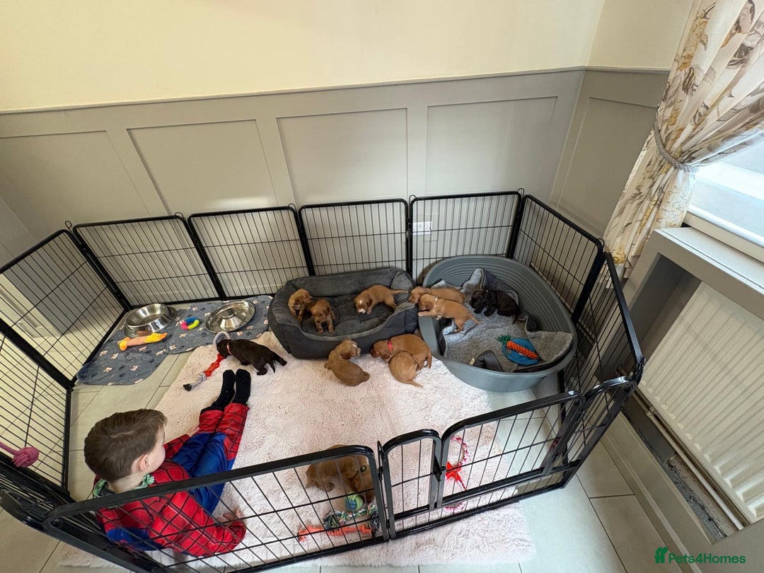 Cocker Spaniel dogs for sale: Kc reg cocker spaniels with 5 weeks insurance  - Advert 34