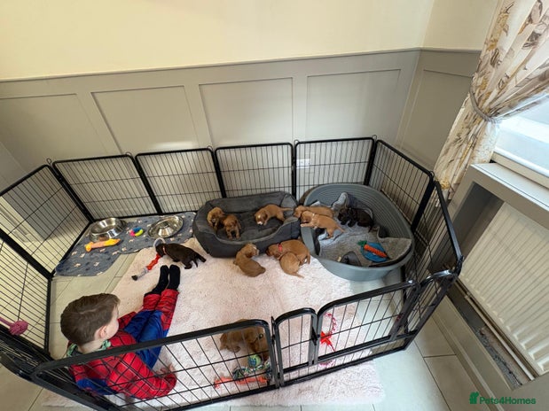 Cocker Spaniel dogs Stunning kc register cocker spaniels family ready - Advert 8