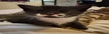 Mixed Breed Kitten 3