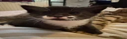 Mixed Breed cats for sale: Beautiful kittens for sale  in Uckfield - Advert 9