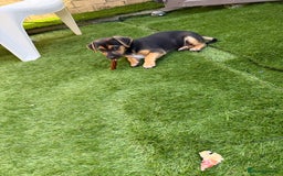 Jack Russell dogs for sale: 🐾Jack Russell Puppies🐾 - Image 16