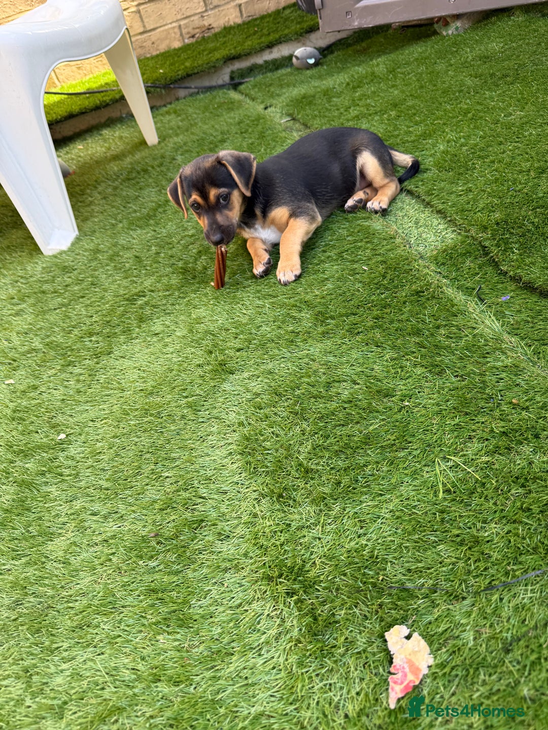 Jack Russell dogs for sale: 🐾Jack Russell Puppies🐾 - Image 16
