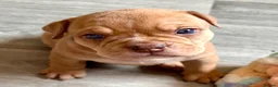 Mixed Breed dogs for sale: Exotic bullies - English bulldog x American bully - Advert 23