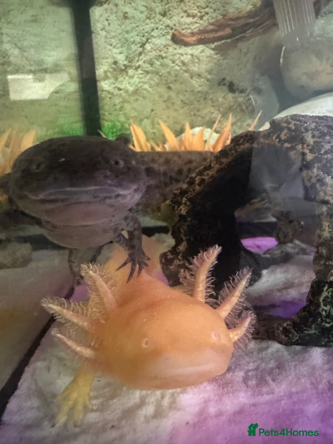 Axolotl reptiles for sale: 2 Axolotls  in Chesterfield - Advert 2