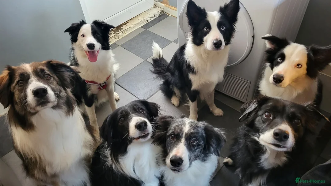 Border Collie dogs for sale: Callie needs a new home  - Advert 18