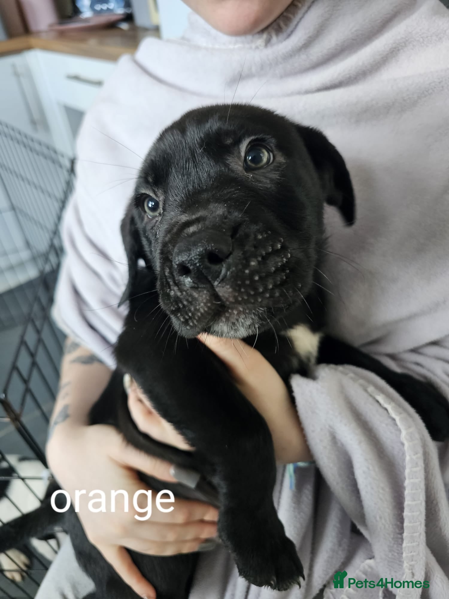 Mixed Breed dogs Bullmastiff cross puppies - Advert 5