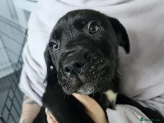 Mixed Breed dogs Bullmastiff cross puppies - Advert 5