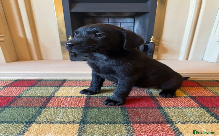 Labrador Retriever dogs - Advert 2