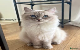 Ragdoll cats for sale: pedigree Ragdoll kittens - champion blood lines  - Image 12