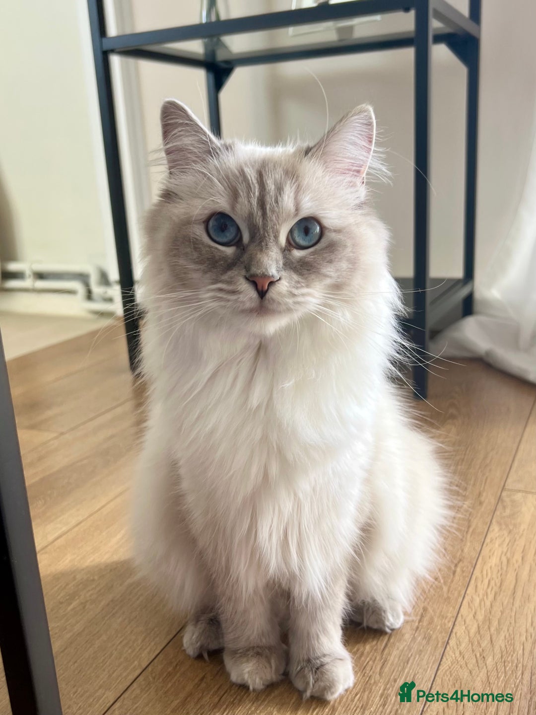 Ragdoll cats for sale: pedigree Ragdoll kittens - champion blood lines  - Image 12