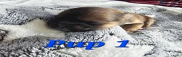 Lhasa Apso dogs for sale: Gorgeous Lhasa Apso Puppies - Advert 4