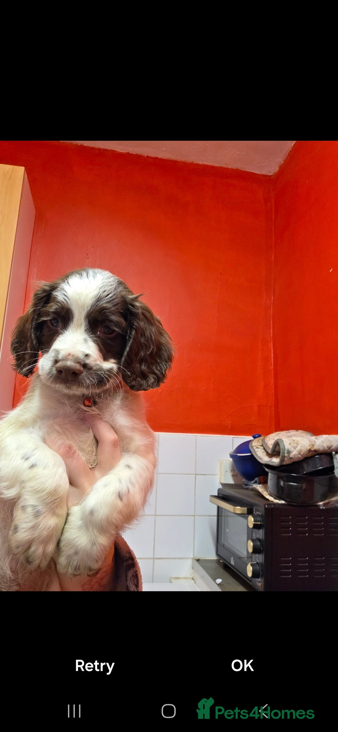 English Springer Spaniel dogs for sale: English springer spaniel  - Advert 2