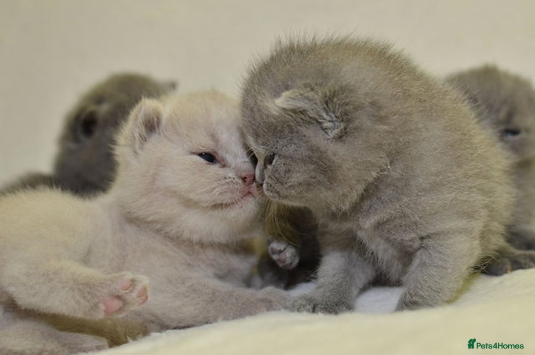 British Shorthair cats for sale: British Shorthair Kittens - Advert 10