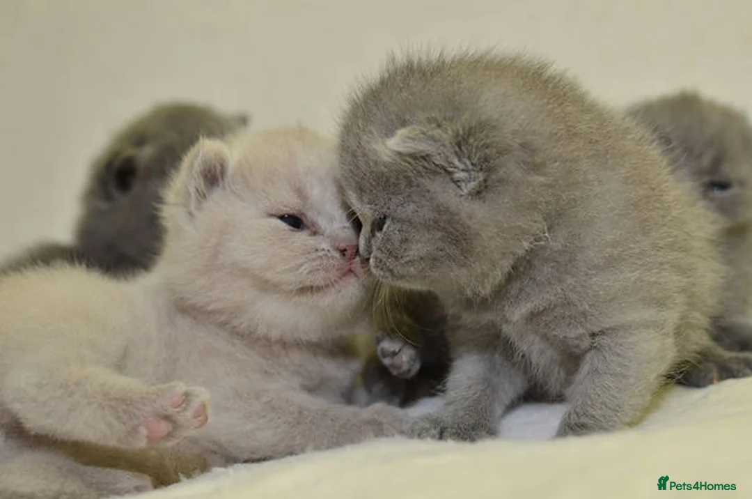 British Shorthair cats for sale: British Shorthair Kittens - Advert 10