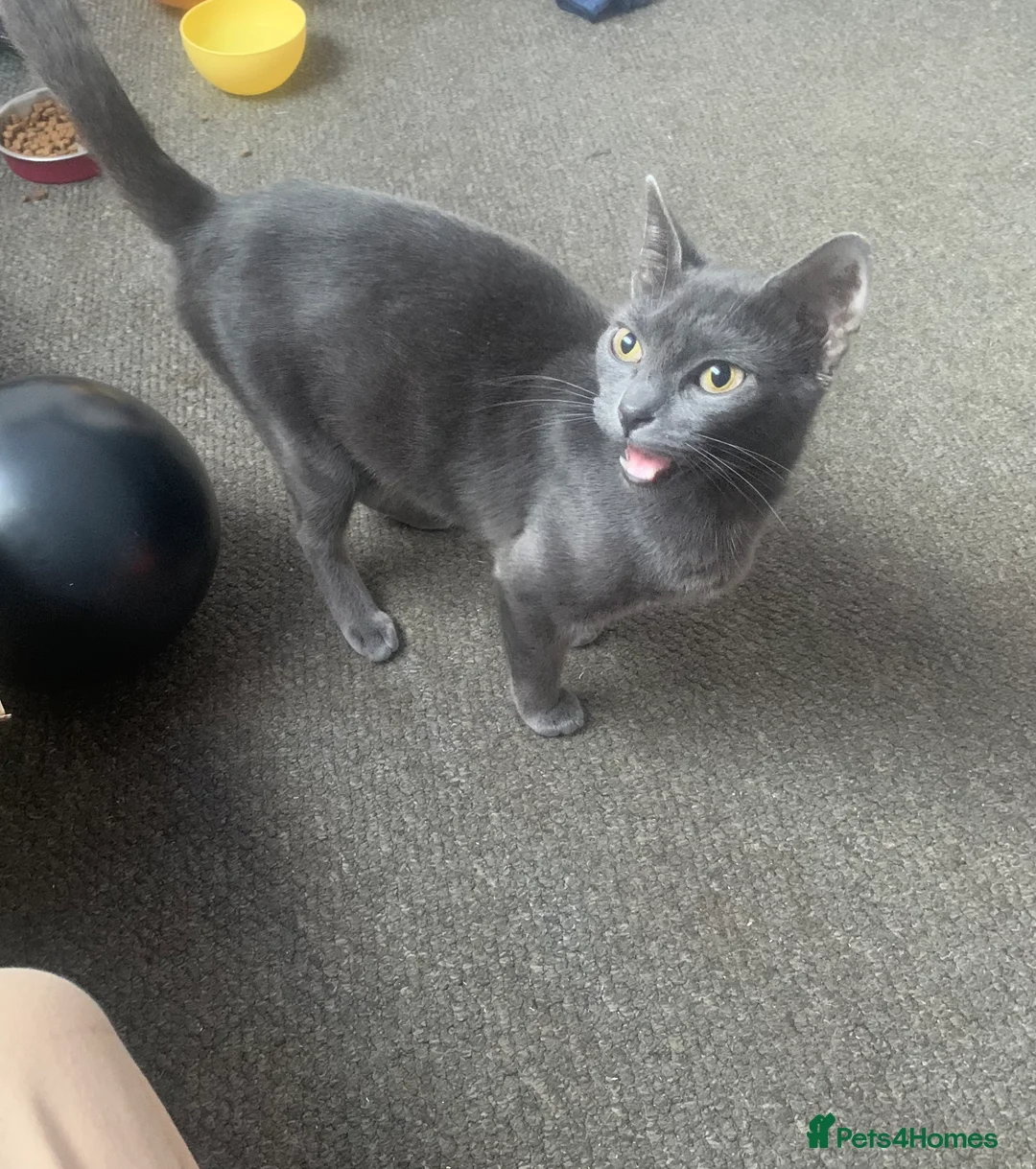 Mixed Breed cats for sale: Youngsters looking for home - Advert 1