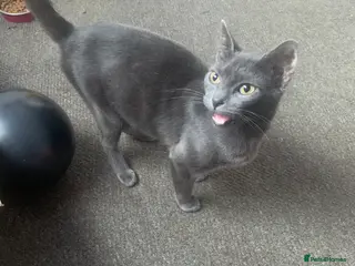 Mixed Breed cats Youngsters looking for home - Advert 2