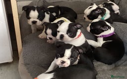 Boston Terrier dogs for sale: 9 BEAUTIFUL BOSTON TERRIER PUPPIES (4 GIRLS LEFT) - Image 16