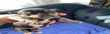 Chihuahua Puppy 3