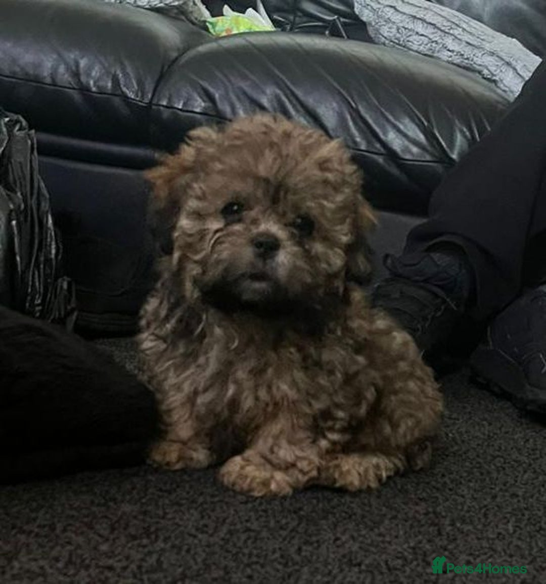 Shih Tzu dogs for sale: Shih-Tzu Male Puppies for Sale. - Advert 4