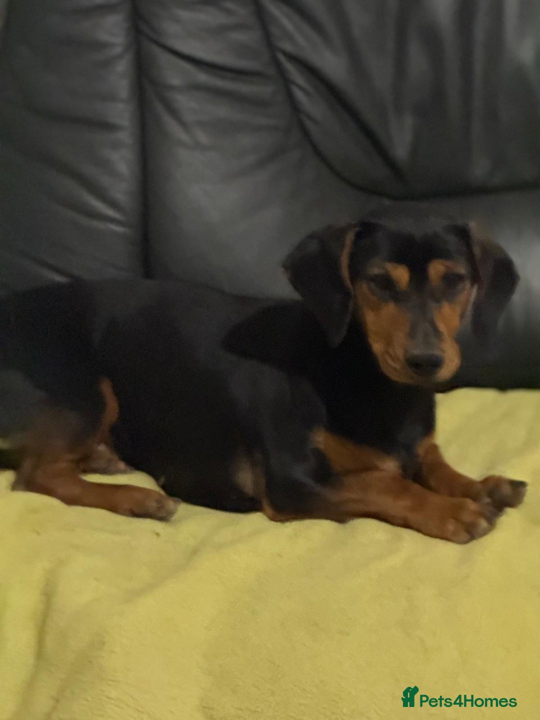 Mixed Breed dogs for adoption: Beautiful Mira needs a home - Advert 22