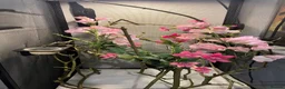 Chameleon reptiles for sale: Veiled chameleon with setup - Advert 6