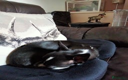 Chihuahua dogs for sale: 10 month old Male Chihuahua neutered  - Image 4