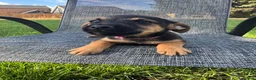Mixed Breed dogs for sale: Border terrier x Jack Russell terrier puppies 🏡 - Advert 6