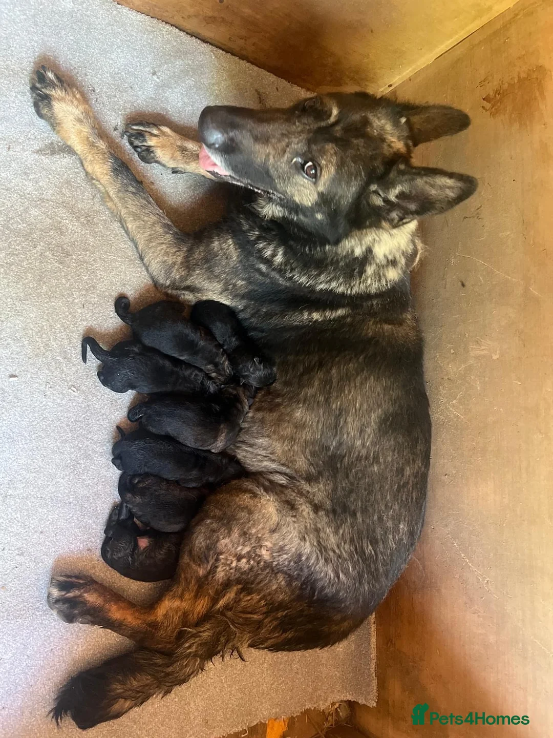 German Shepherd dogs for sale: Elite Czech German Shepherd Puppies Available!!! in Birmingham - Advert 14