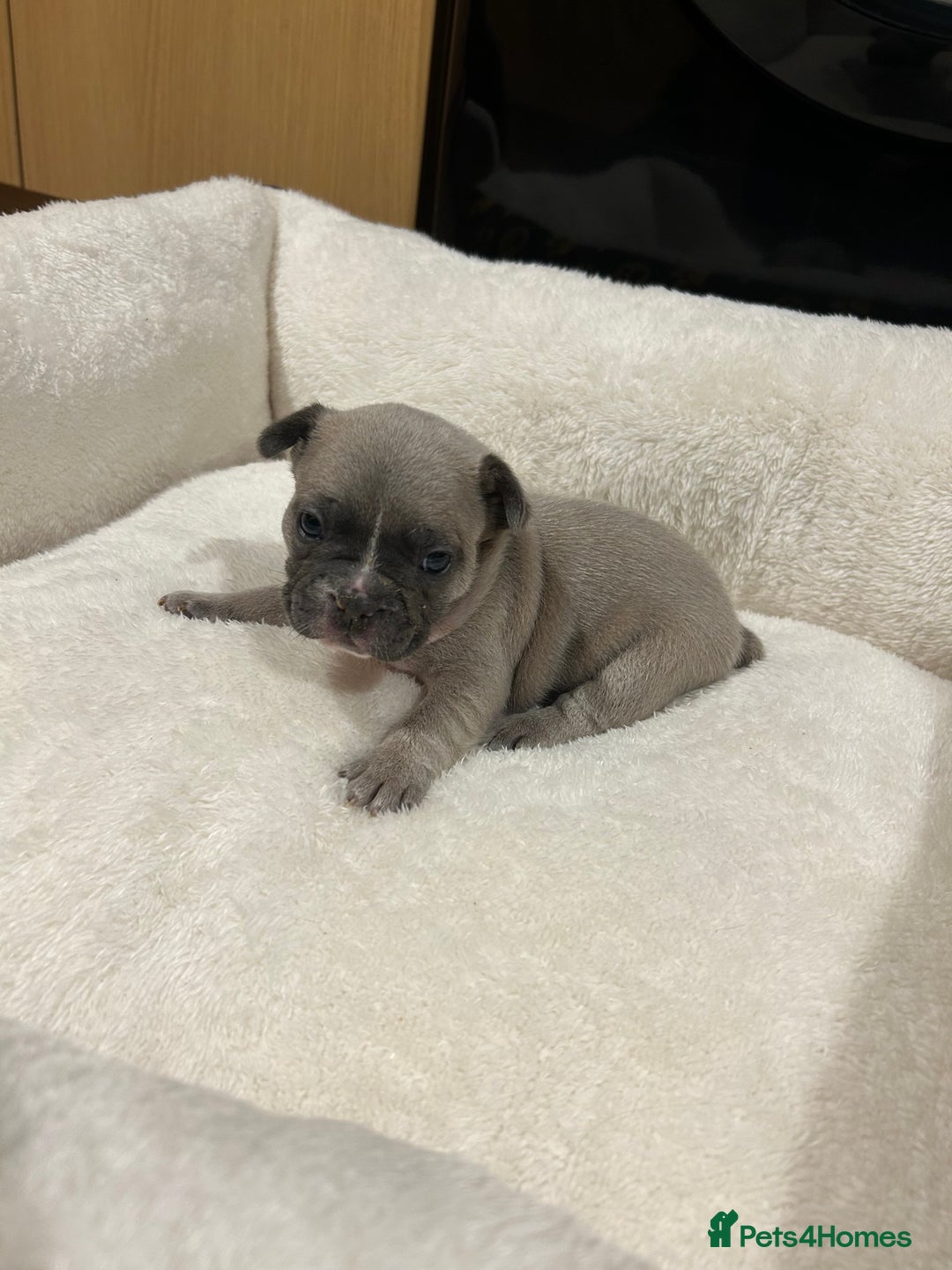 French Bulldog dogs for sale: 5⭐️ french bulldog pups 🐾 - Image 27