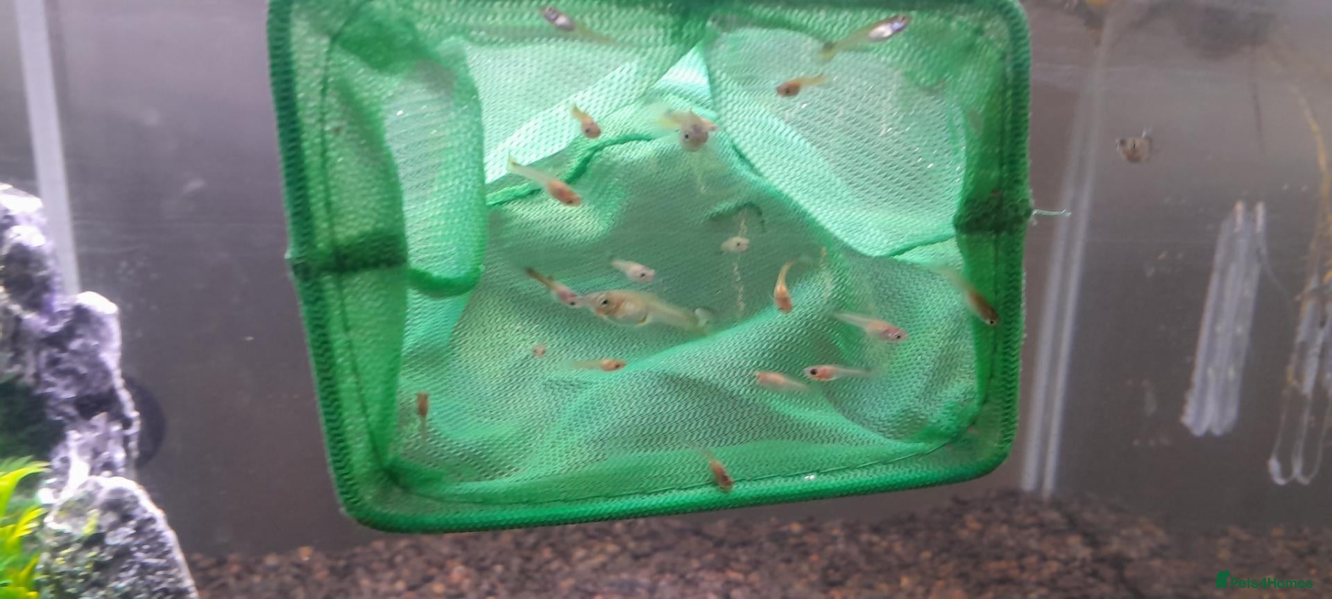 Live Bearers fish Over 70 guppies for sale. - Advert 3