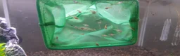 Live Bearers fish for sale: Over 70 guppies for sale. - Advert 1