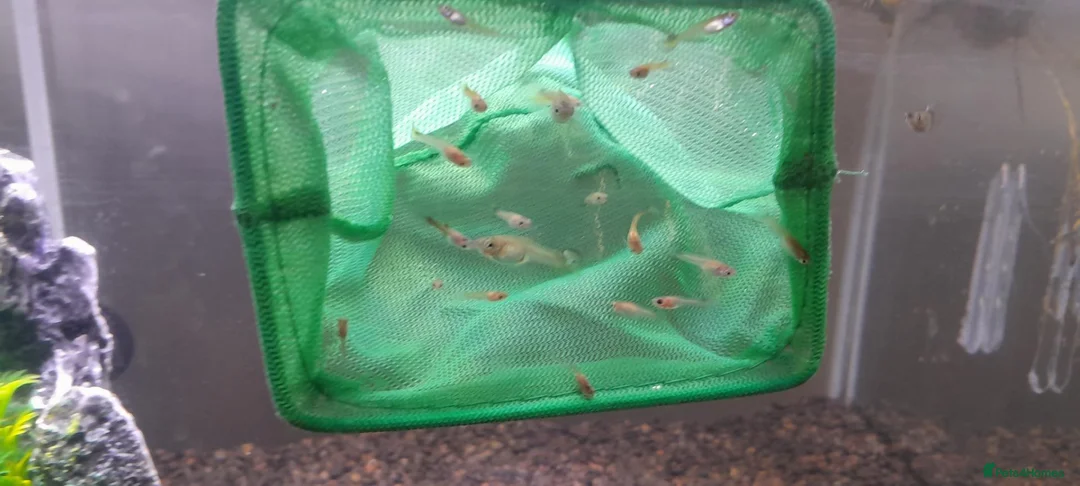 Live Bearers fish for sale: Over 70 guppies for sale. - Advert 1