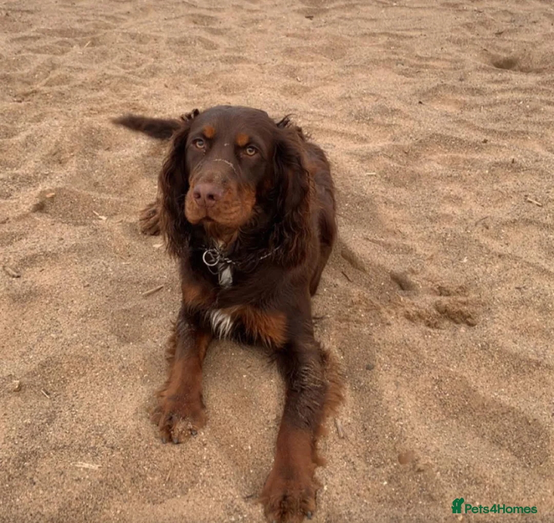 Cocker Spaniel dogs for sale: WONDERFUL COCKER SPANIEL PUPPYS - Advert 3