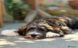 Bernedoodle dogs for sale: Curtabemdoodles Bernedoodles  - Image 3