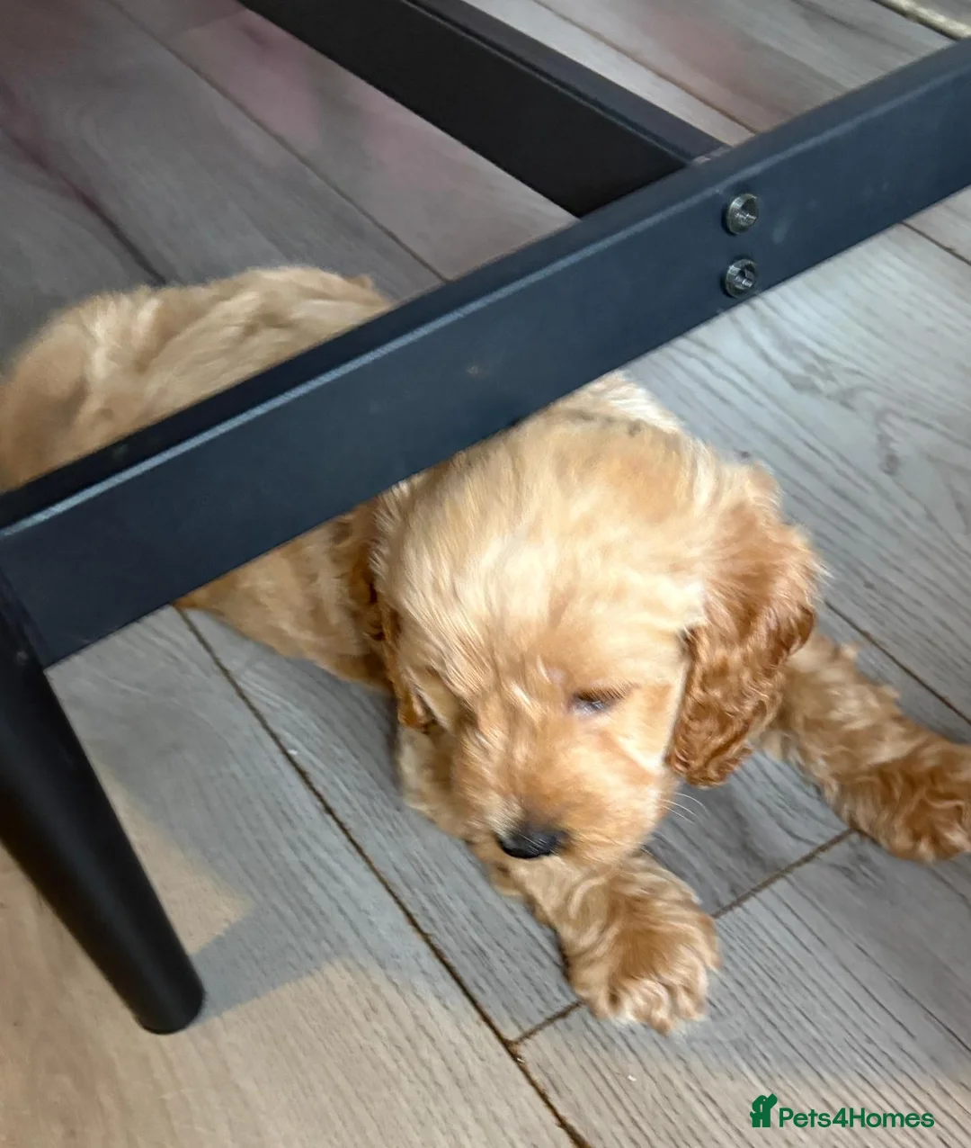 Cockapoo dogs for sale: Beautiful cockapoo puppies  - Advert 13