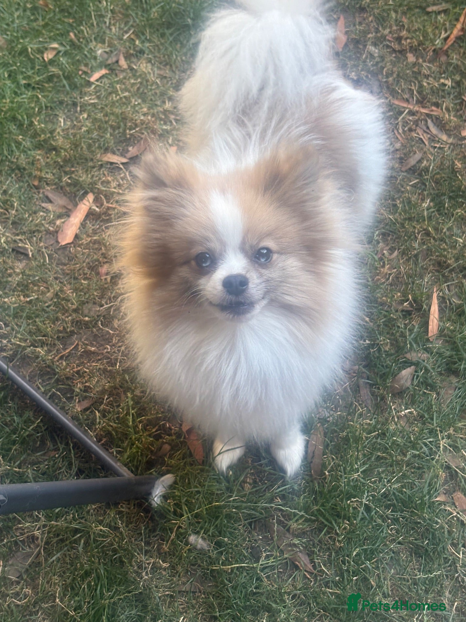 Pomeranian dogs Beautiful female adult Pom  - Advert 14