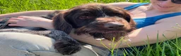 German Wirehaired Pointer dogs for adoption: German Wirehaired Pointer in York - Advert 10