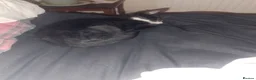 Mixed Breed cats for sale: 2 kittens for sale in London - Advert 3