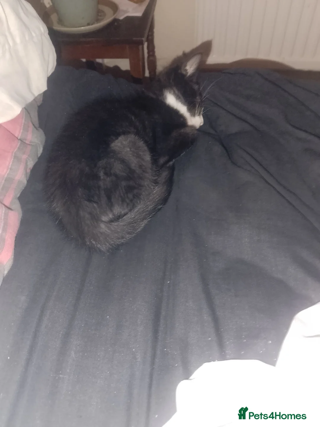 Mixed Breed cats for sale: 2 kittens for sale in London - Advert 3