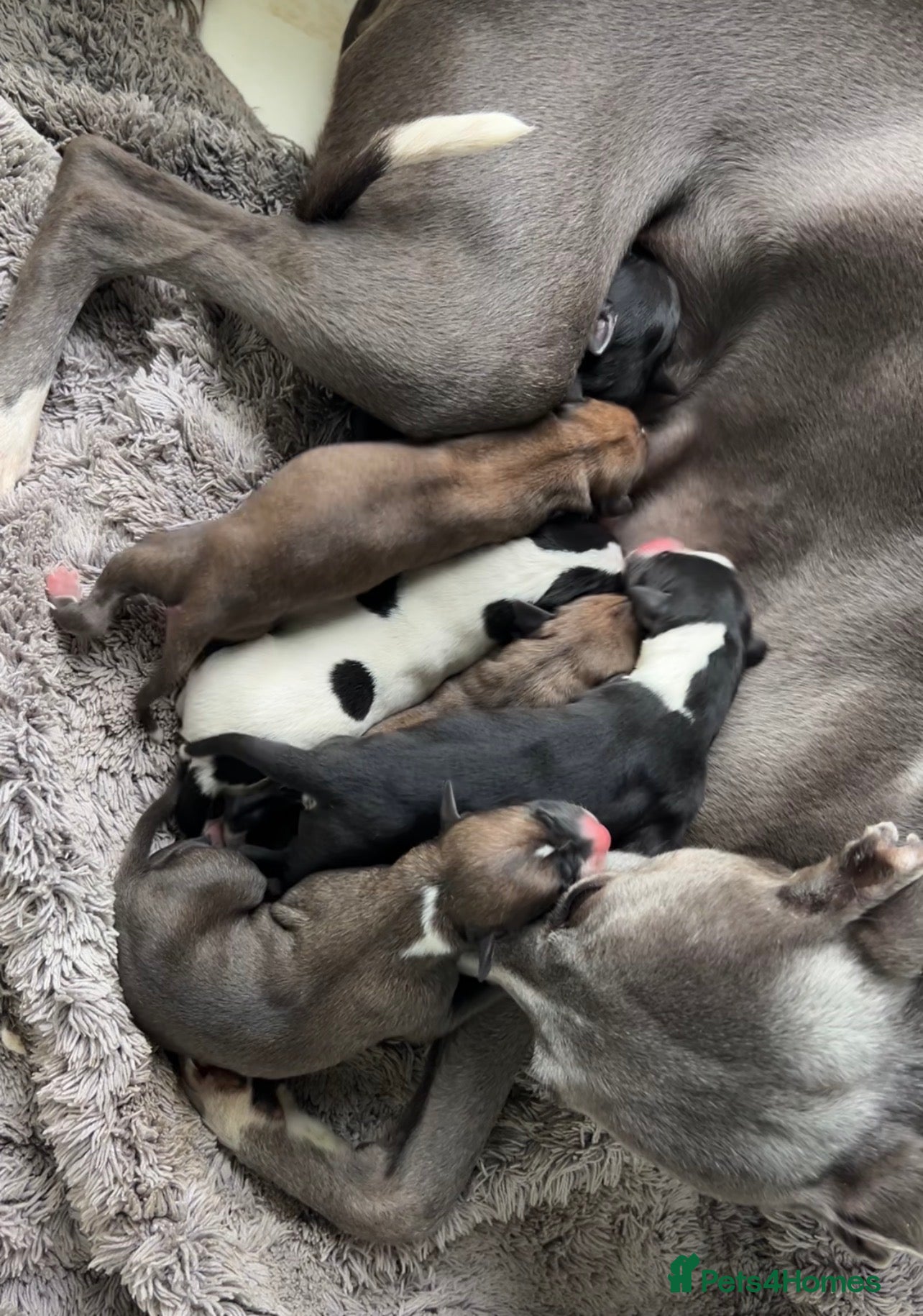 Whippet dogs Whippet Puppies 1xM 1xF - Advert 1