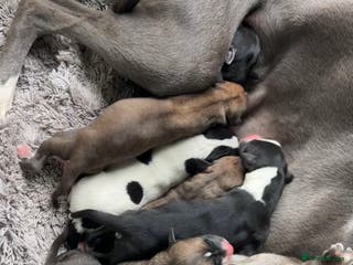Whippet dogs Whippet Puppies 1xM - Advert 3